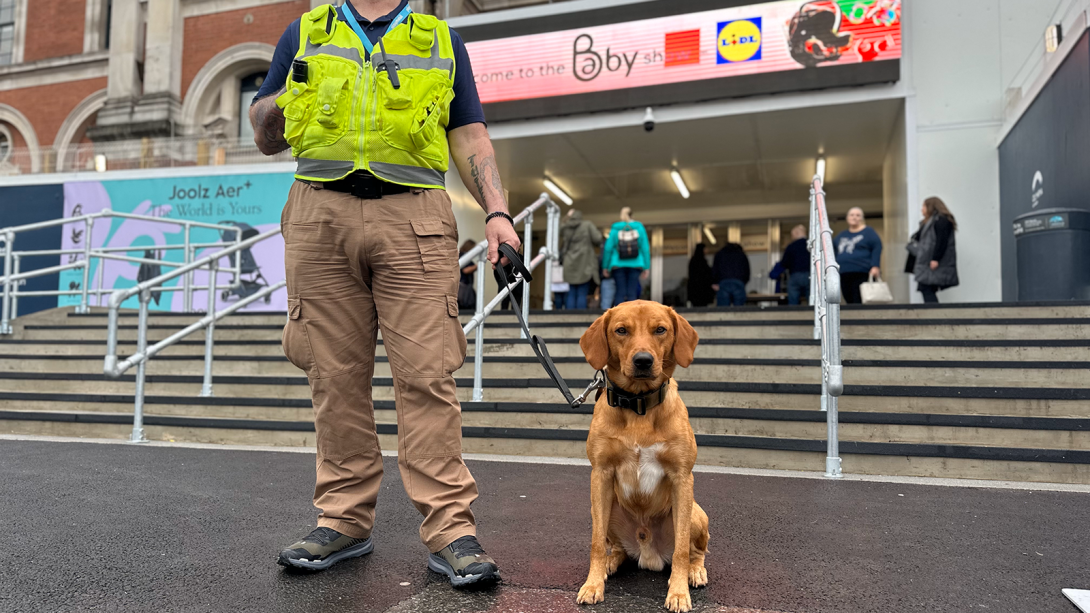 Security detection dog at Olympia London